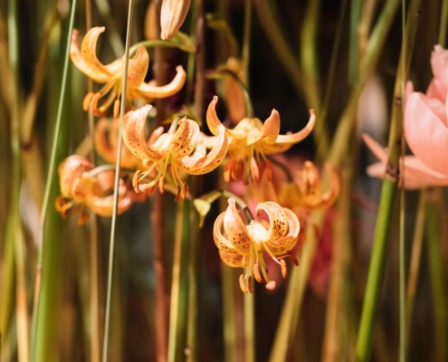 2019-06 WKO Floristen by Nikki Harris-430